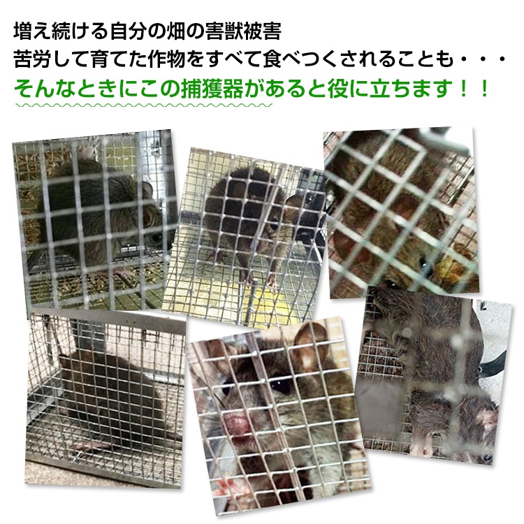 捕獲器 踏み板式 折りたたみ収納 ガード付き 害獣駆除 害獣対策 庭 畑 農業 家庭菜園 pt060-s - 画像 (5)